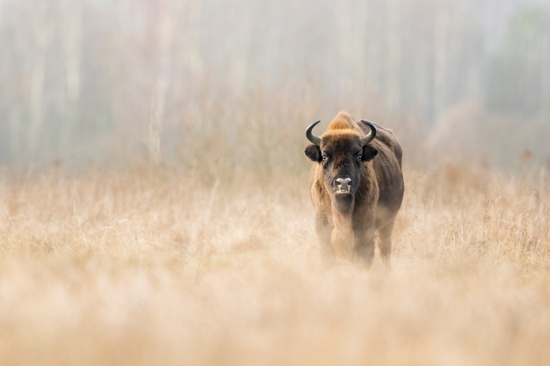 Pokoje Białowieża – Wygodne Noclegi w Serce Puszczy Białowieskiej