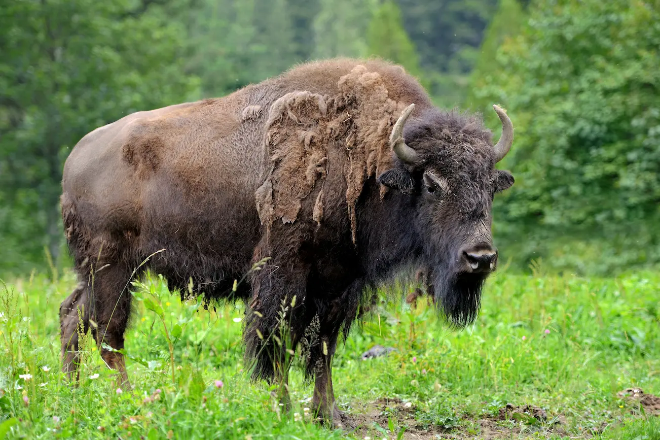 bialowieski-park-narodowy