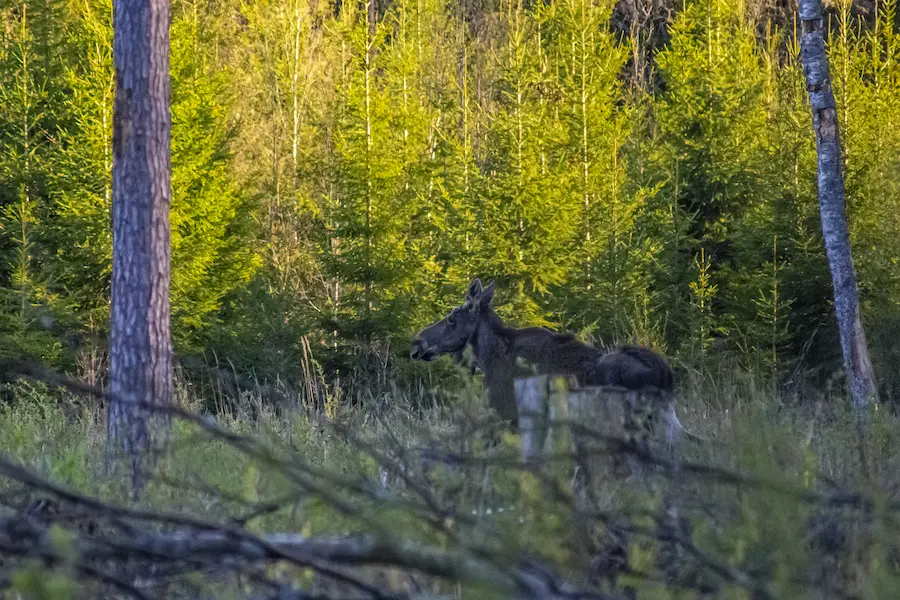 bialowieski-park-narodowy