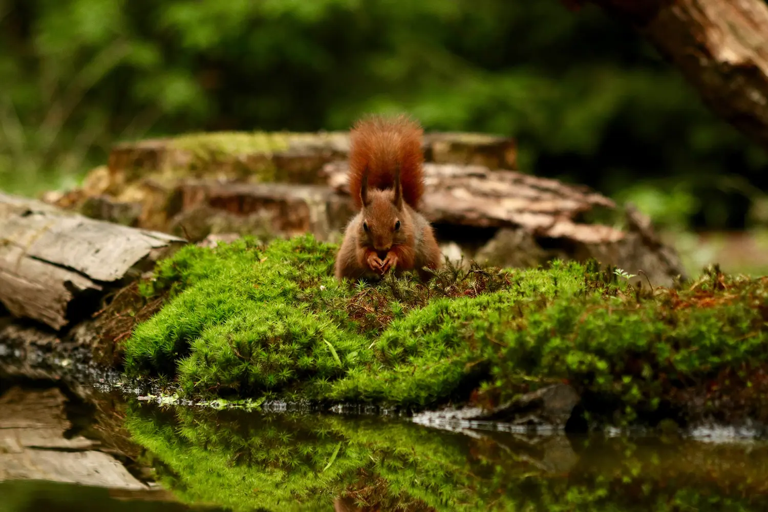 Białowieża forest. Mała wiewiórka w puszczy białowieskiej