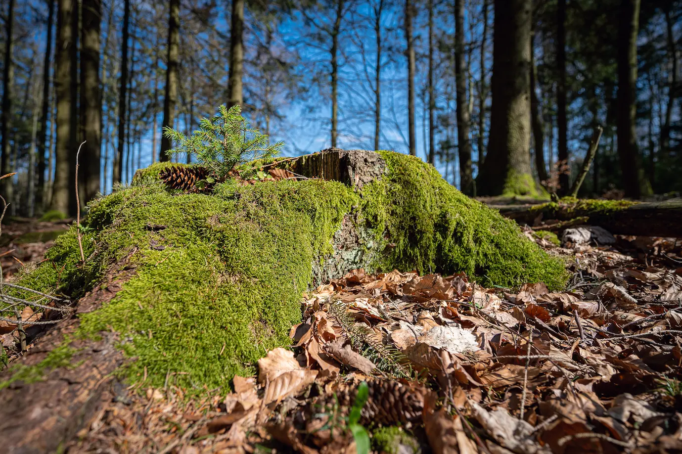 Białowieża national park. Piękna zieleń w puszczy białowieskiej