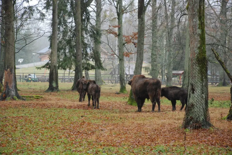 Rezerwat pokazowy żubrów